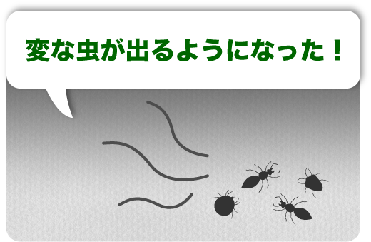 事例２　変な虫が出るようになった