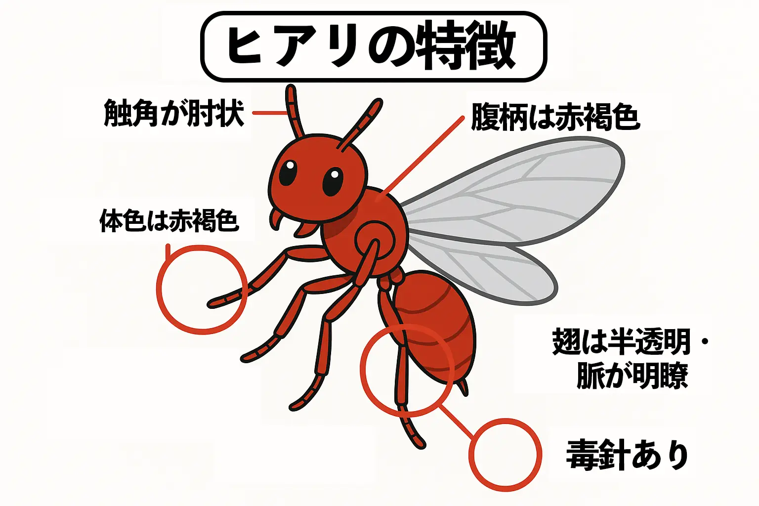 誰でもわかる危険な外来種「ヒアリ」とは? その特徴・被害・対策方法 | ROY株式会社