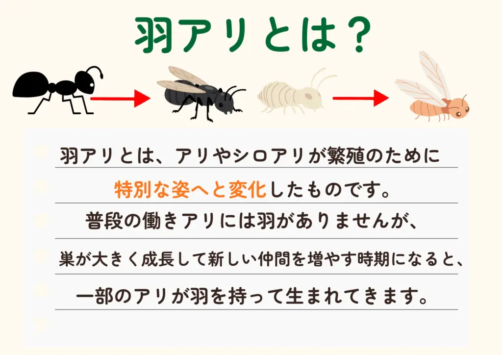 【図解あり】羽アリの正体はシロアリ!?見分け方・対処法を解説! | ROY株式会社