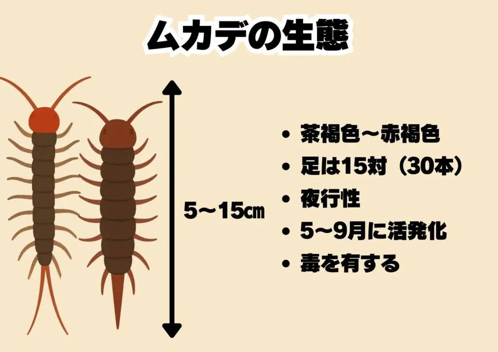 ムカデ特徴・対策