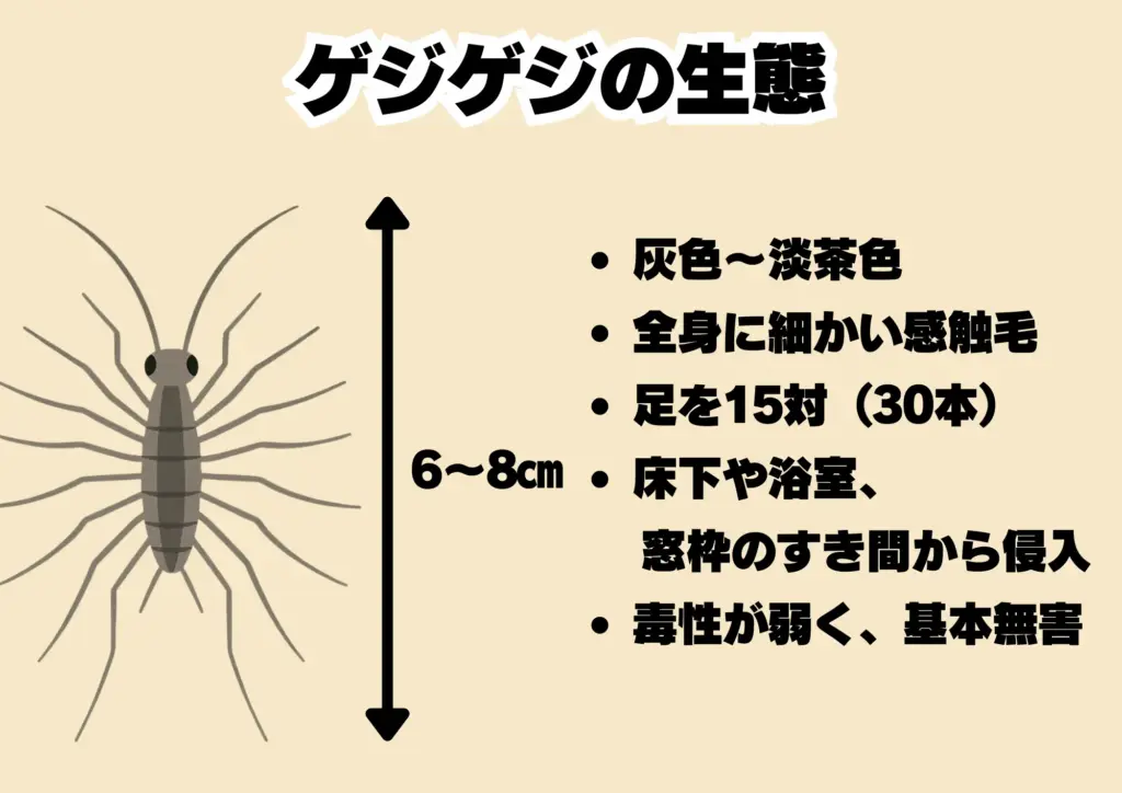 ゲジゲジ特徴/対策