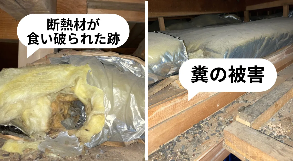 断熱材が食い破られ、ネズミの巣とフンが確認された様子