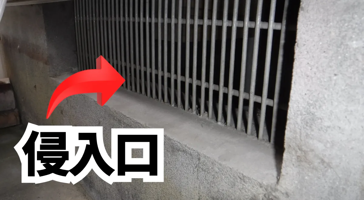 床下換気口の隙間からのネズミ侵入建物の土台部分の隙間にネズミが侵入していた様子