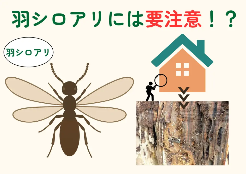 羽シロアリ見分け方