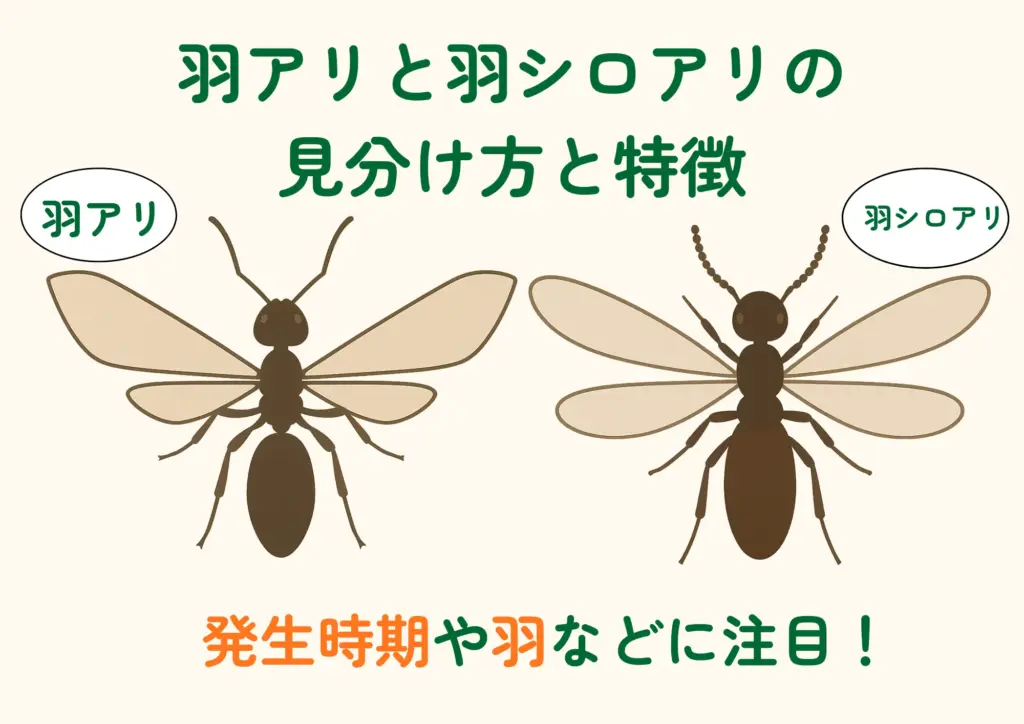 羽アリ羽シロアリ見分け方特徴