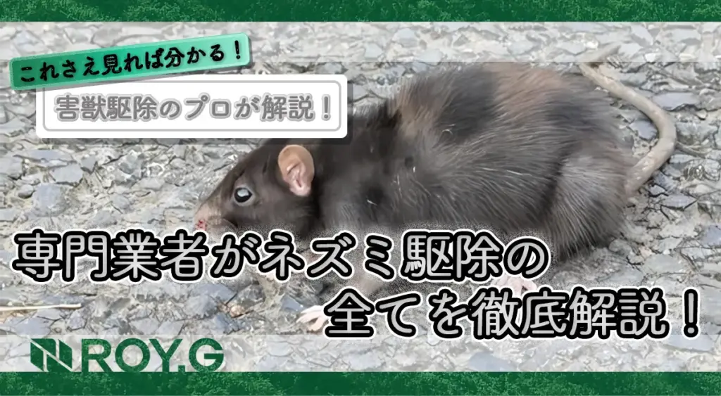 【2025年最新版】専門業者がネズミ駆除の全てを徹底解説!