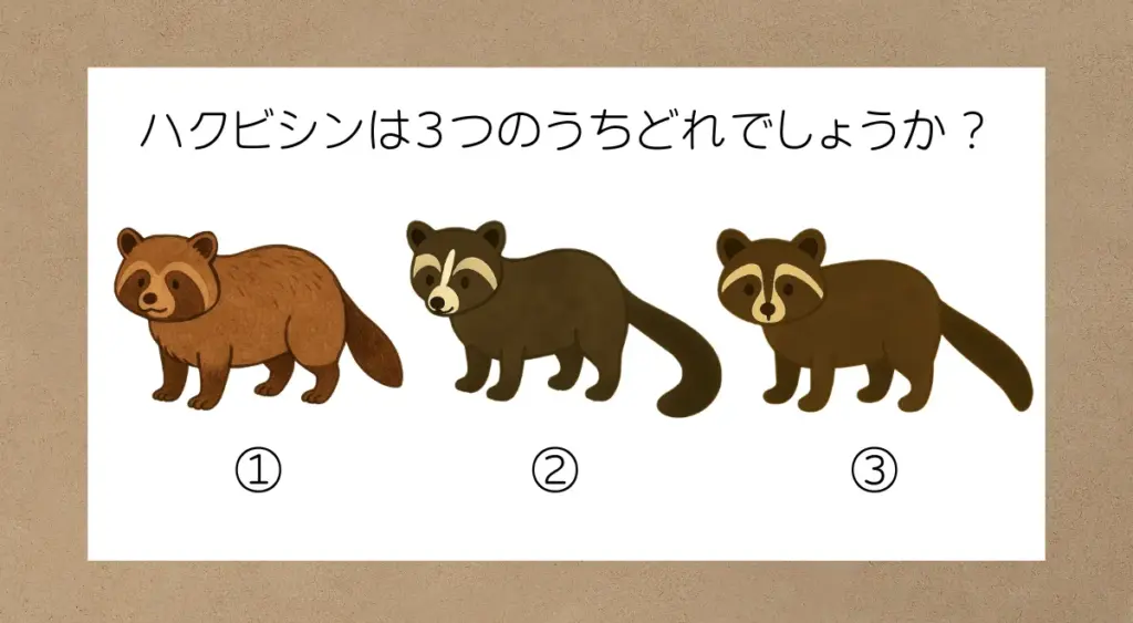【ハクビシンについてのQ&A】3匹の動物がいてそれぞれ特徴がある。答えは②であり、顔の中央にある白い線・尻尾が長くフサフサしていることが特徴である。」