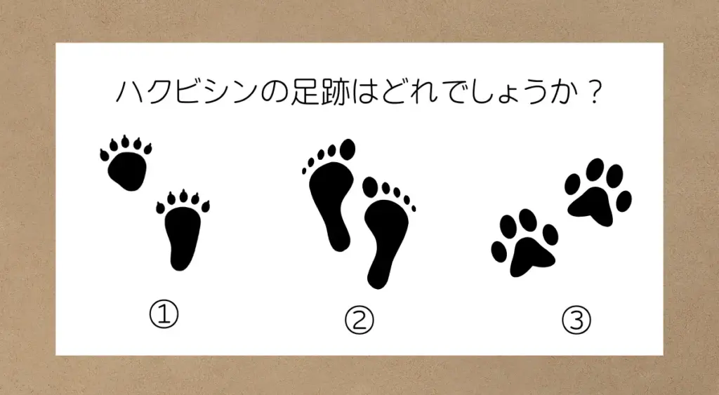 【ハクビシンについてのQ&A】３つの足跡がありそれぞれ特徴がある。答えは①で、本の指と肉球が丸くて大きいこと・前足と後ろ足で大きさが異なることが特徴である。