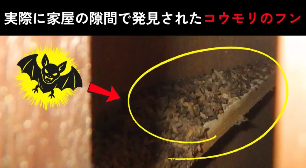 家屋の隙間に蓄積したコウモリのフンの実例写真
