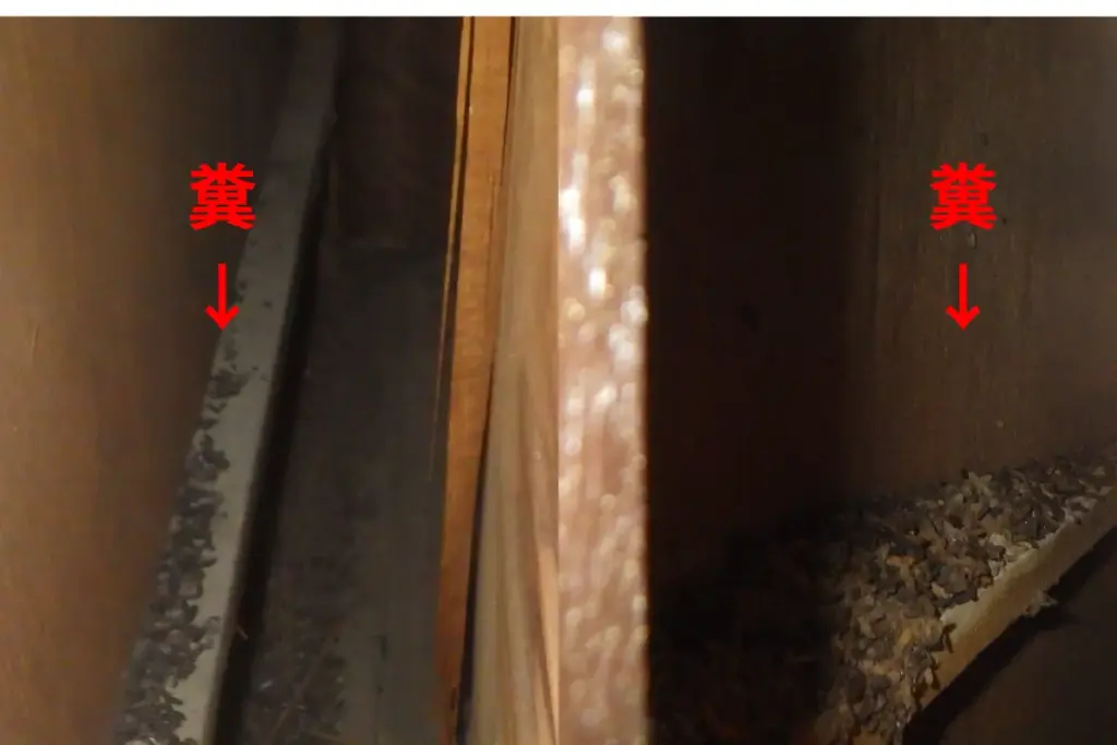 コウモリのフン対策