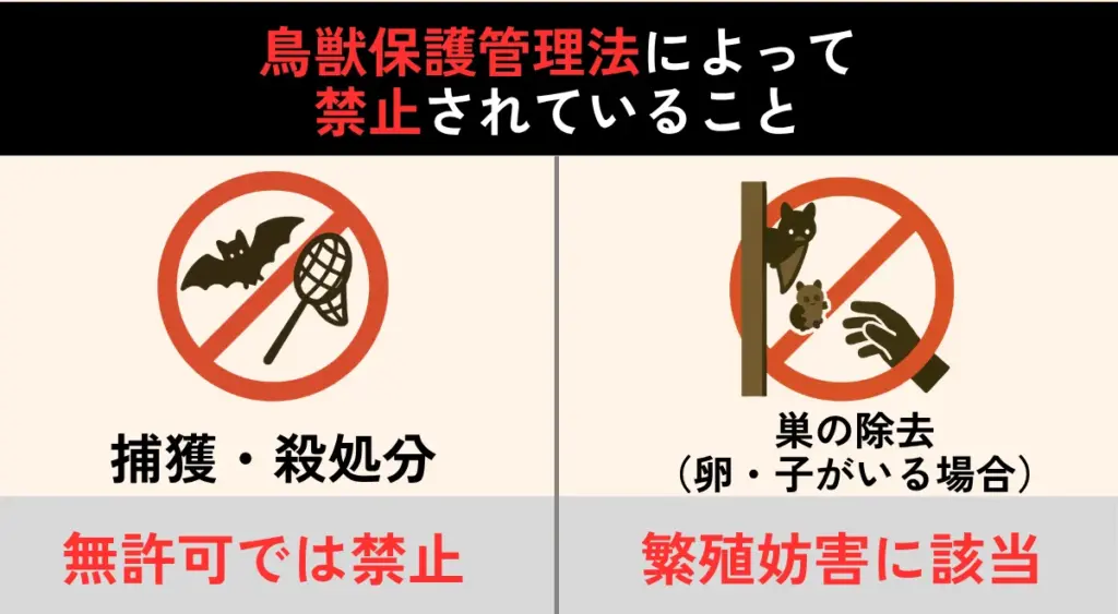 鳥獣保護法によってコウモリの捕獲や巣の撤去が禁止されている説明図
