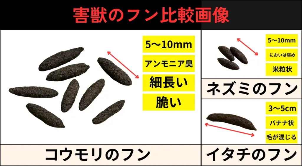 コウモリ・ネズミ・イタチのフンの比較図解