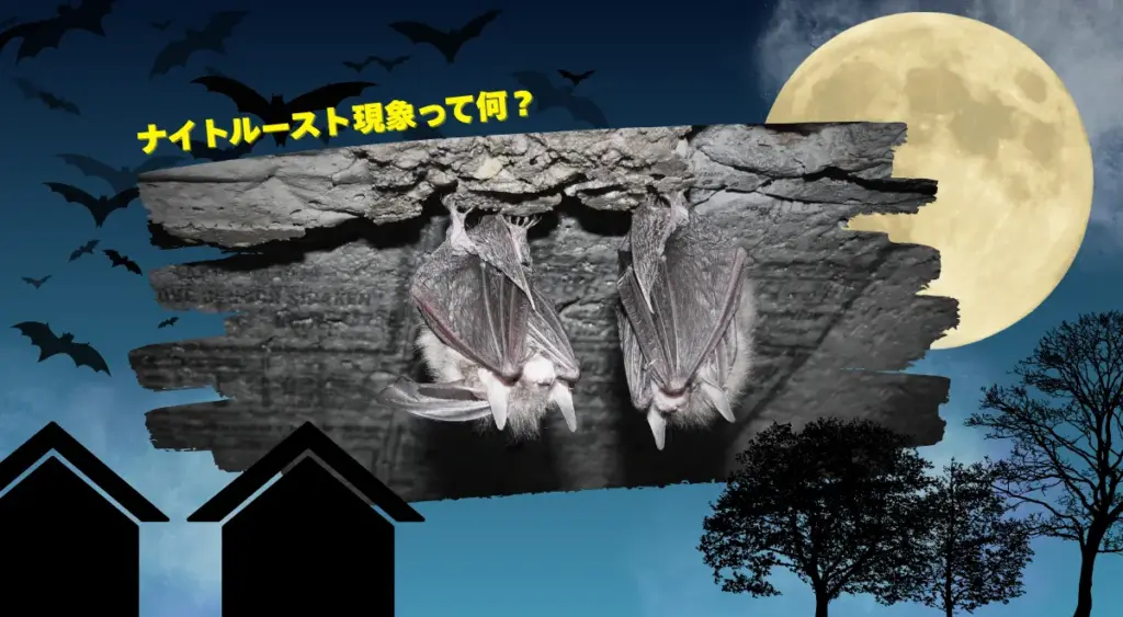 ナイトルースト現象として建物外壁で休むコウモリの様子

