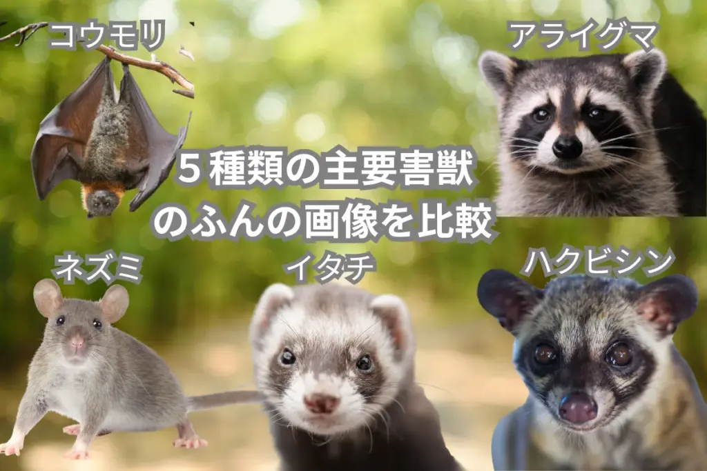 家に現れる害獣のふんの写真