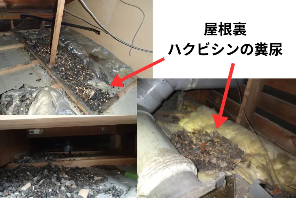 屋根裏のハクビシンの糞尿
