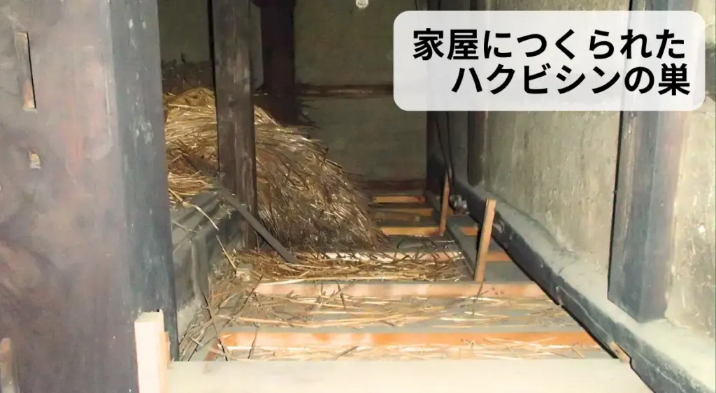 ハクビシンの巣の画像。自分の巣に執着しやすく、いったん住み着くとなかなか離れない