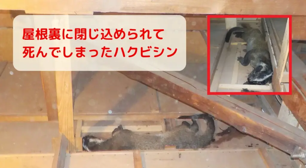 住み着いたハクビシンを追い出さずに侵入口を塞いでしまうと、中に閉じ込めてしまう危険があります