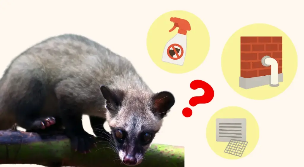 自分でできるハクビシン対策