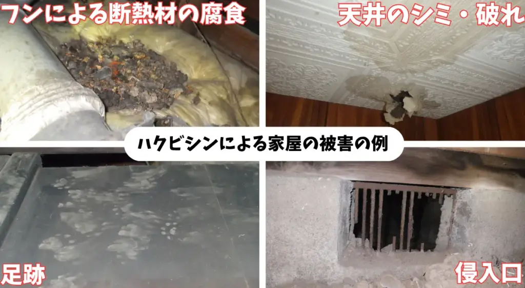ハクビシンによる家屋被害の例