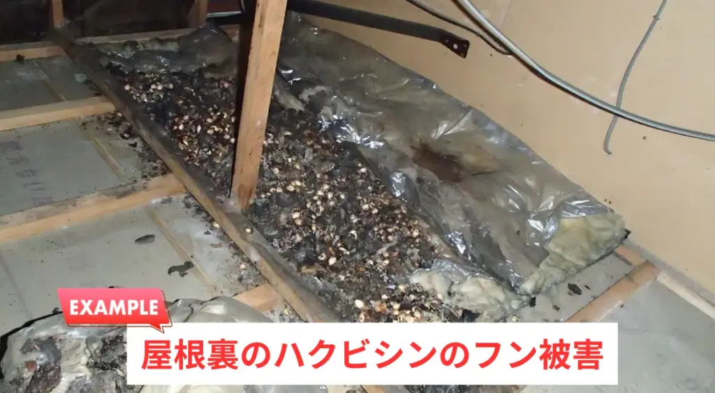 屋根裏のハクビシンのフン被害