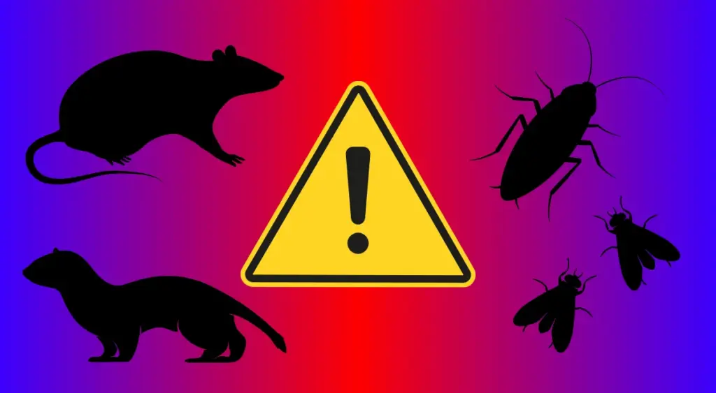 他の害獣も呼び寄せる｜ハクビシンのフンが「次の被害」を招く悪循環