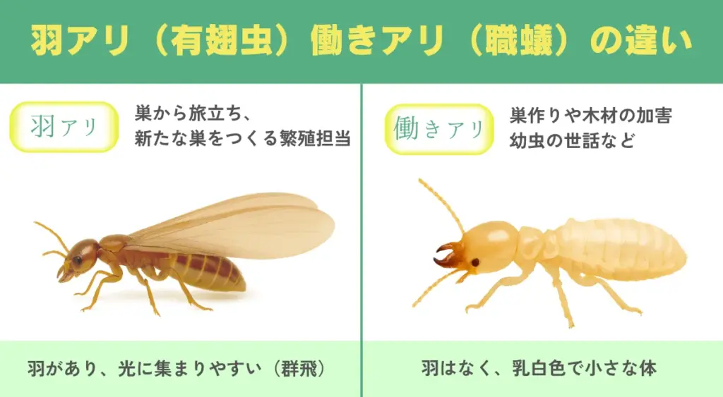 シロアリには「羽アリ」と「働きアリ」の2種類がいるって知ってましたか？