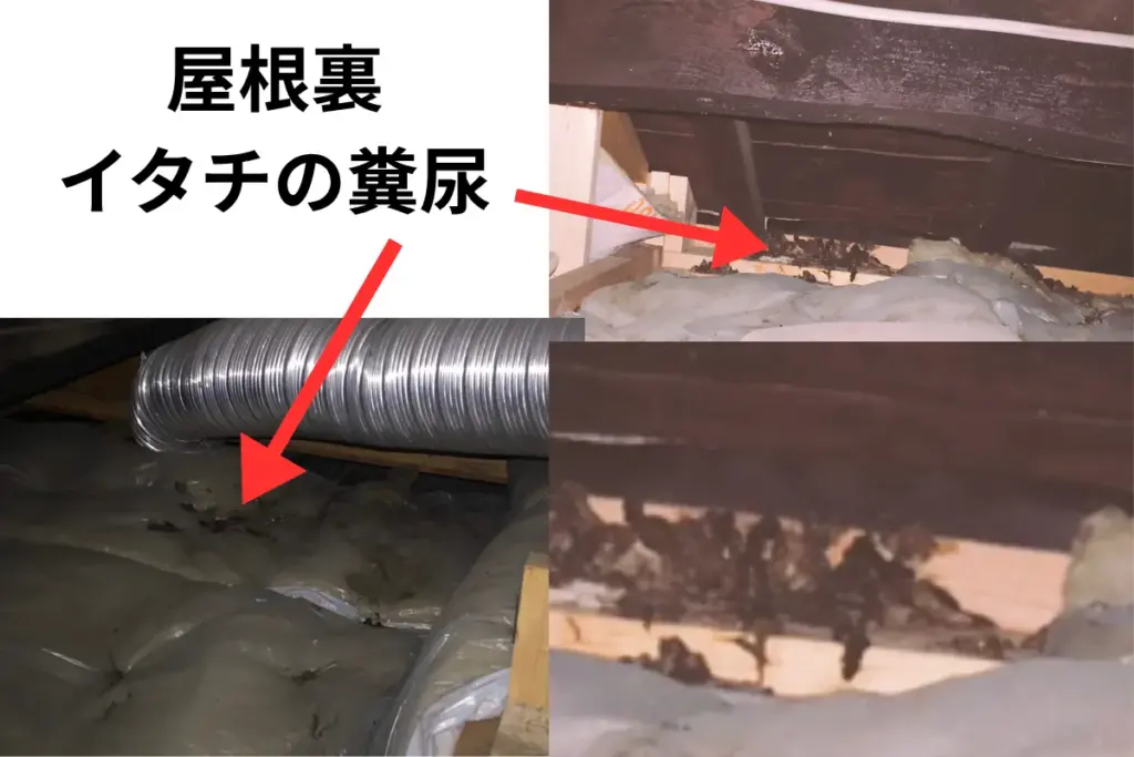 屋根裏のイタチの糞尿