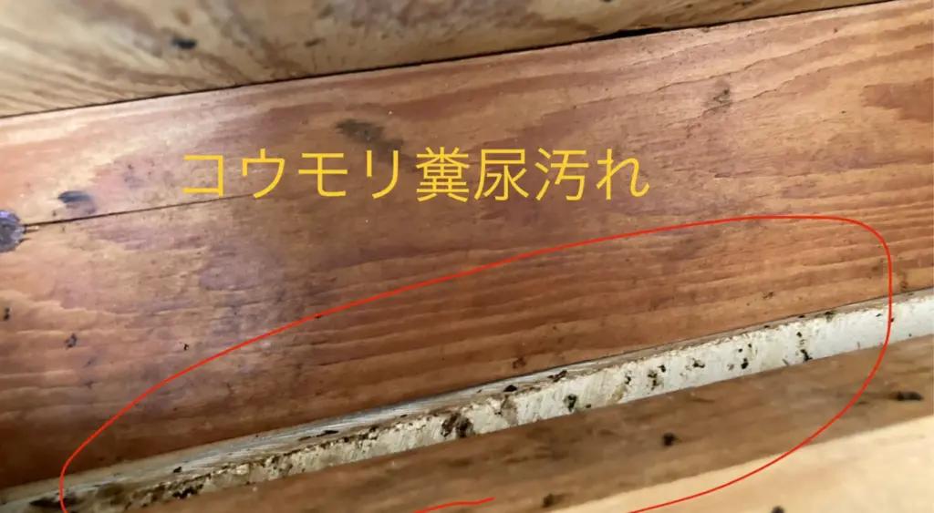 コウモリの糞尿