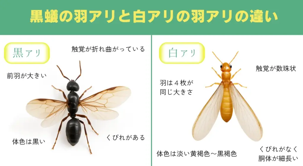 シロアリの羽アリと黒アリの羽アリの違い