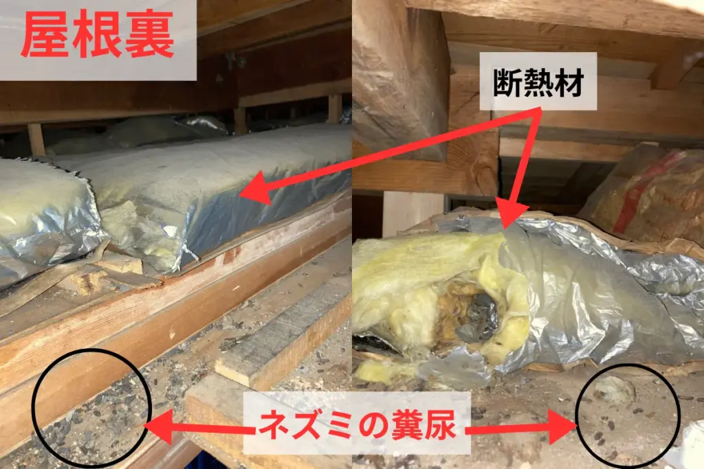 屋根裏のネズミの糞尿