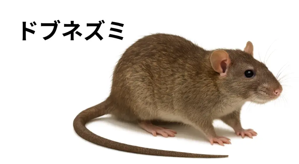 ドブネズミの特徴を示す実物写真(ずんぐり体型)