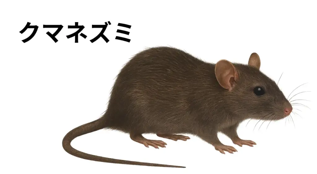 クマネズミの特徴を示す実物写真(スリムな体型、長尾)
