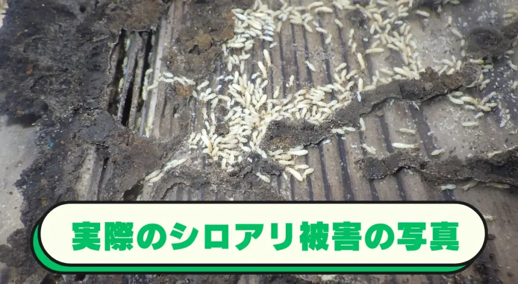 実際のシロアリ被害の写真