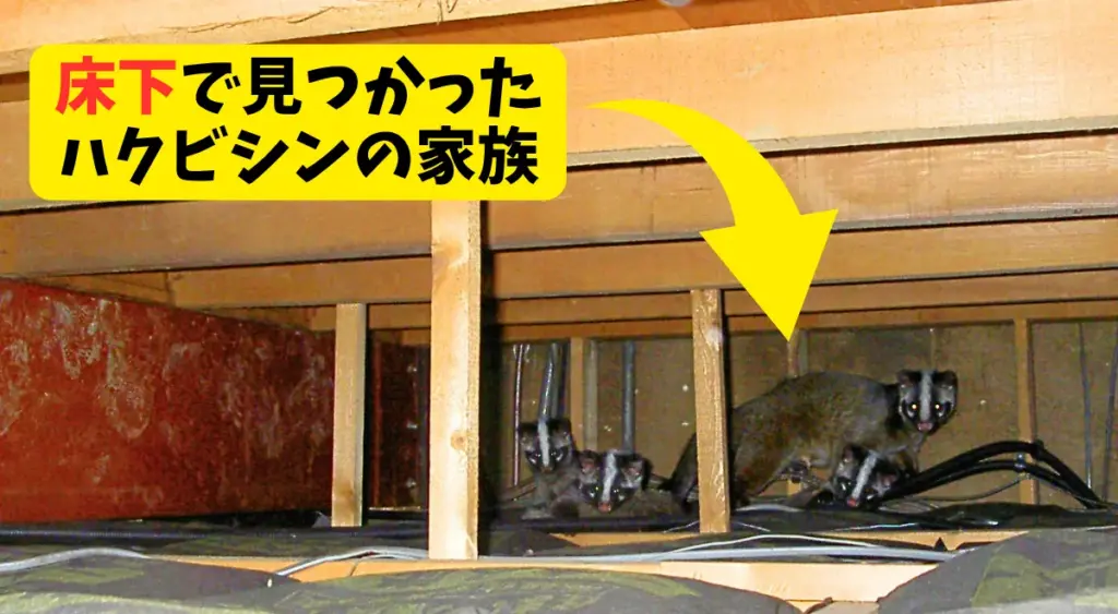 ハクビシンは年中繁殖可能！床下で見つかったハクビシンの家族の写真