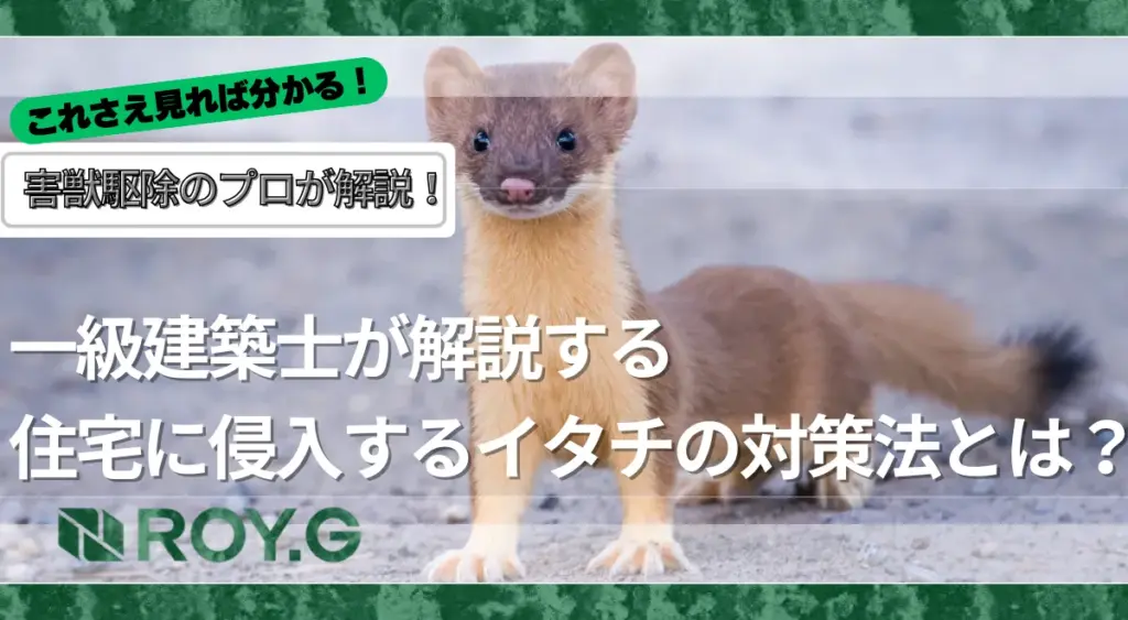 住宅に侵入するイタチの対策法とは?一級建築士が解説する完全ガイド