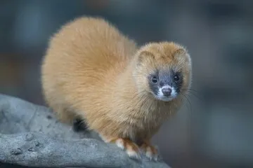 チョウセンイタチ