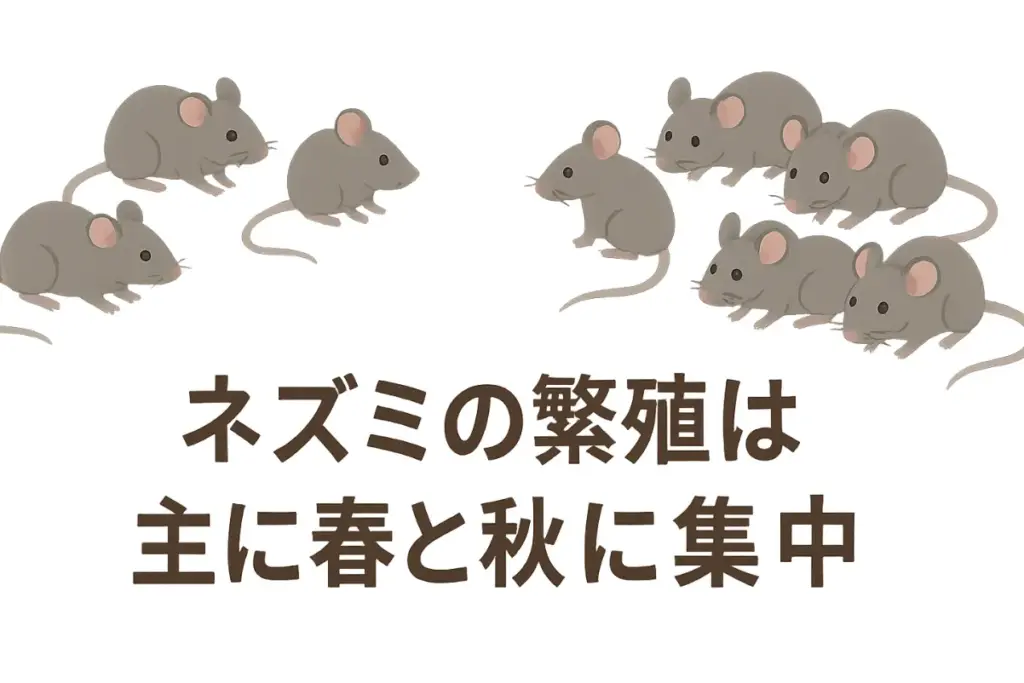 ネズミの繁殖時期はいつ?