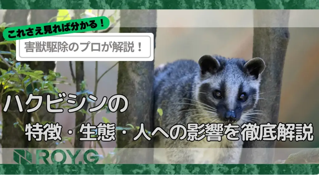ハクビシンの特徴・生態・人への影響を徹底解説。