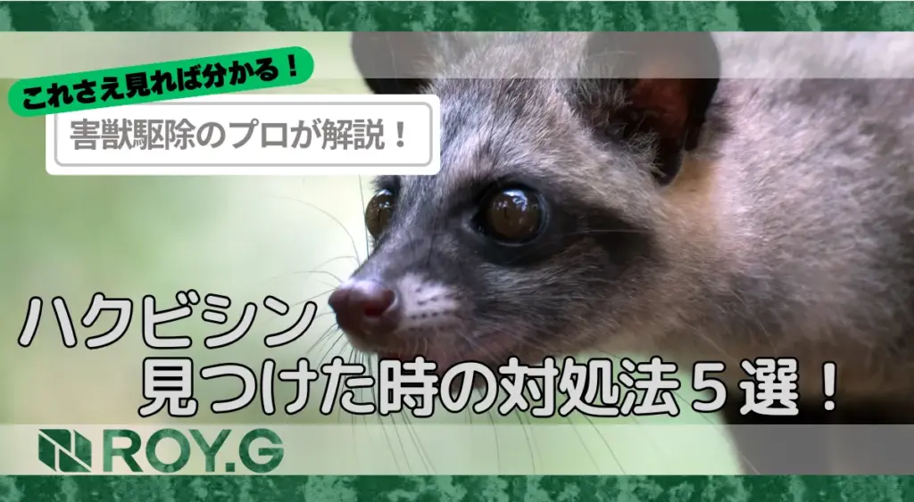 ハクビシンを見つけた場合の対処法。