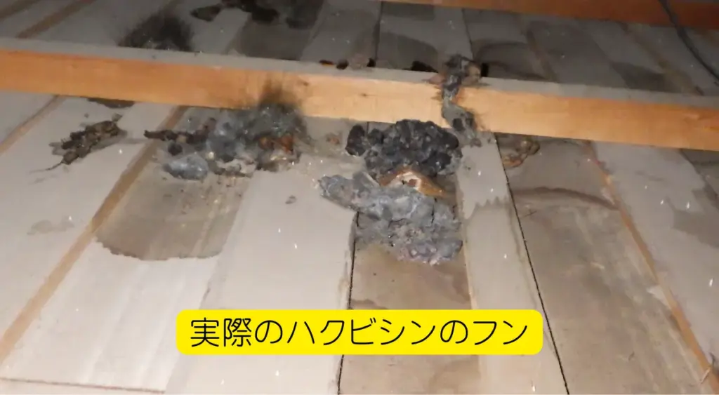 ハクビシンによる屋根裏の被害・脱糞