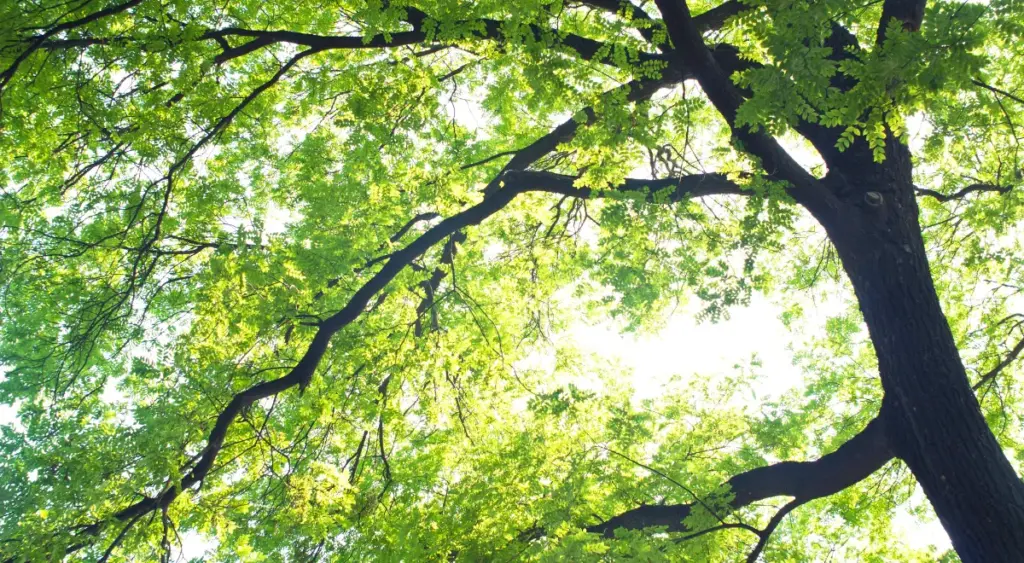 【ハクビシンの生態】ハクビシンの繁殖期は春から初夏にかけてで、一度に2〜4頭の子どもを出産する。およそ10ヶ月程度で出産が可能となり、1度に2〜4頭の子どもを出産する為繁殖率は非常に高いと言える。