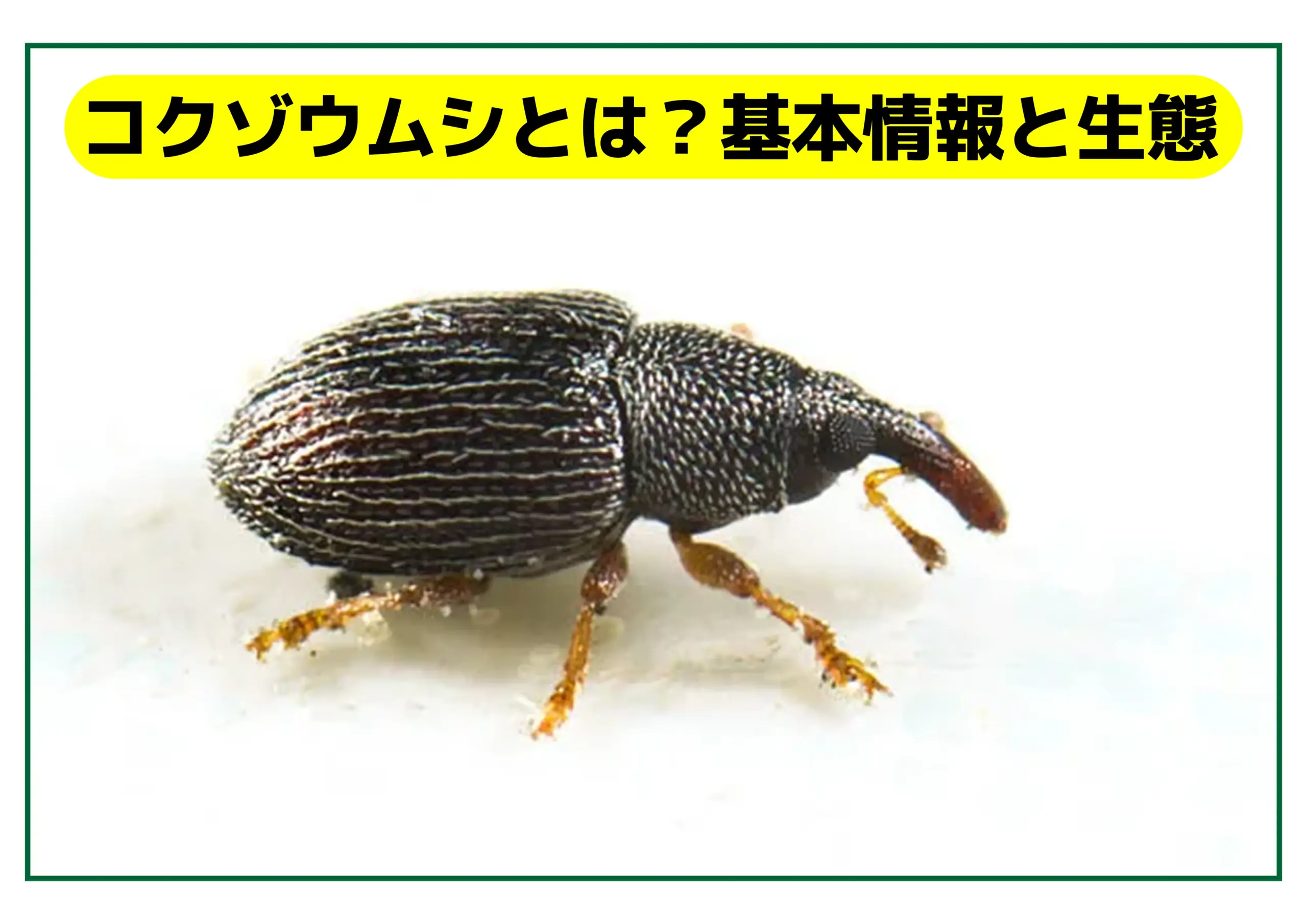 コクゾウムシとは？基本情報と生態