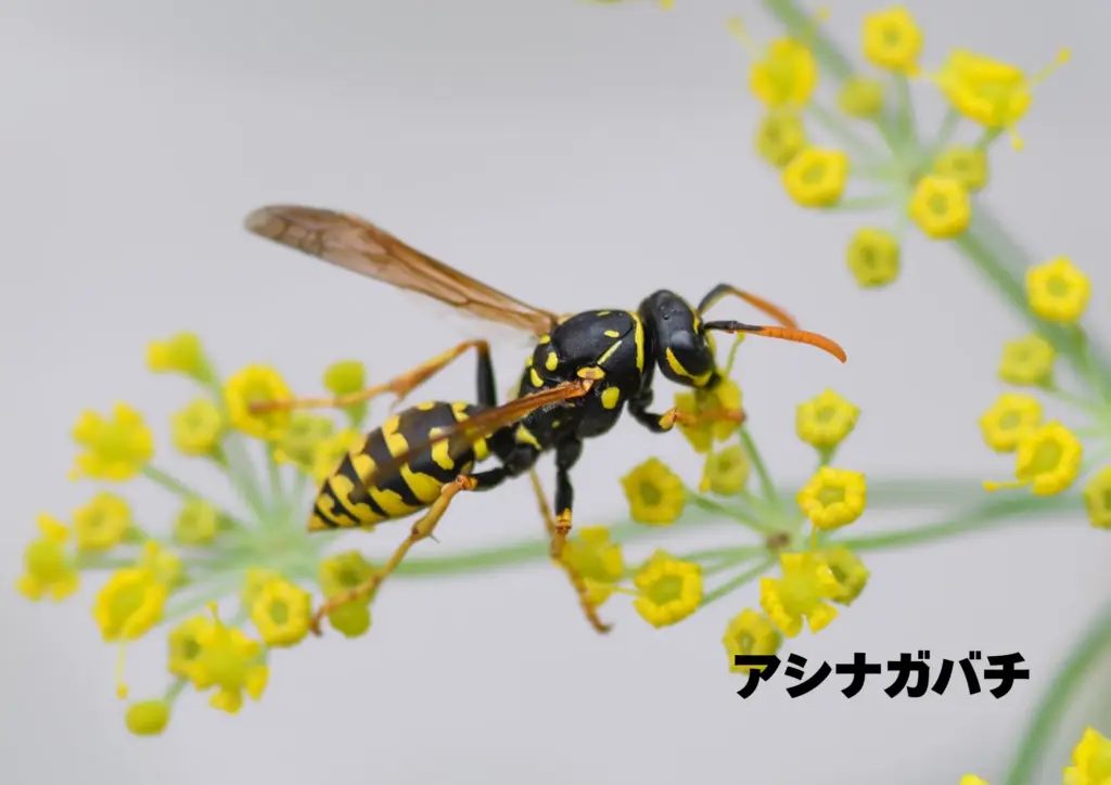 アシナガバチ
