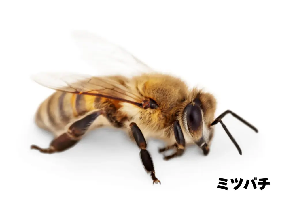 ミツバチ