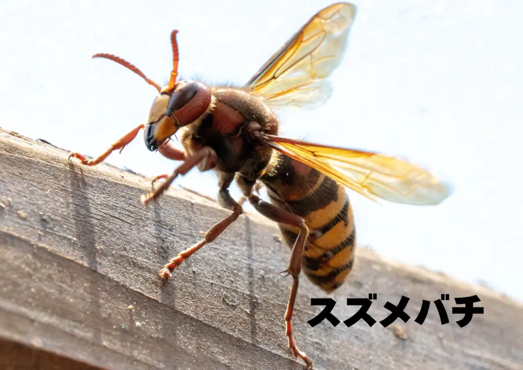 スズメバチ