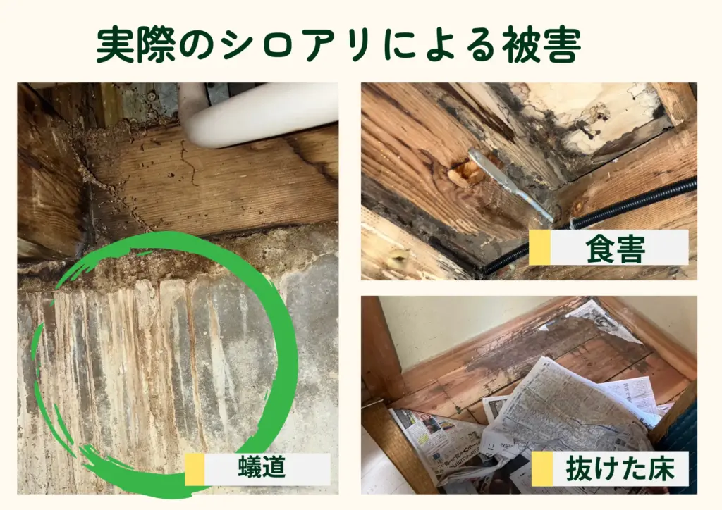 シロアリ被害