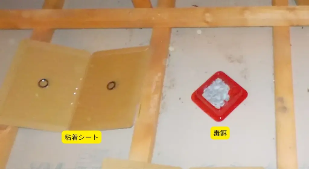 ねずみ駆除の費用は？失敗しないための完全ガイド・基本駆除（毒餌・粘着シート・捕獲器の設置）