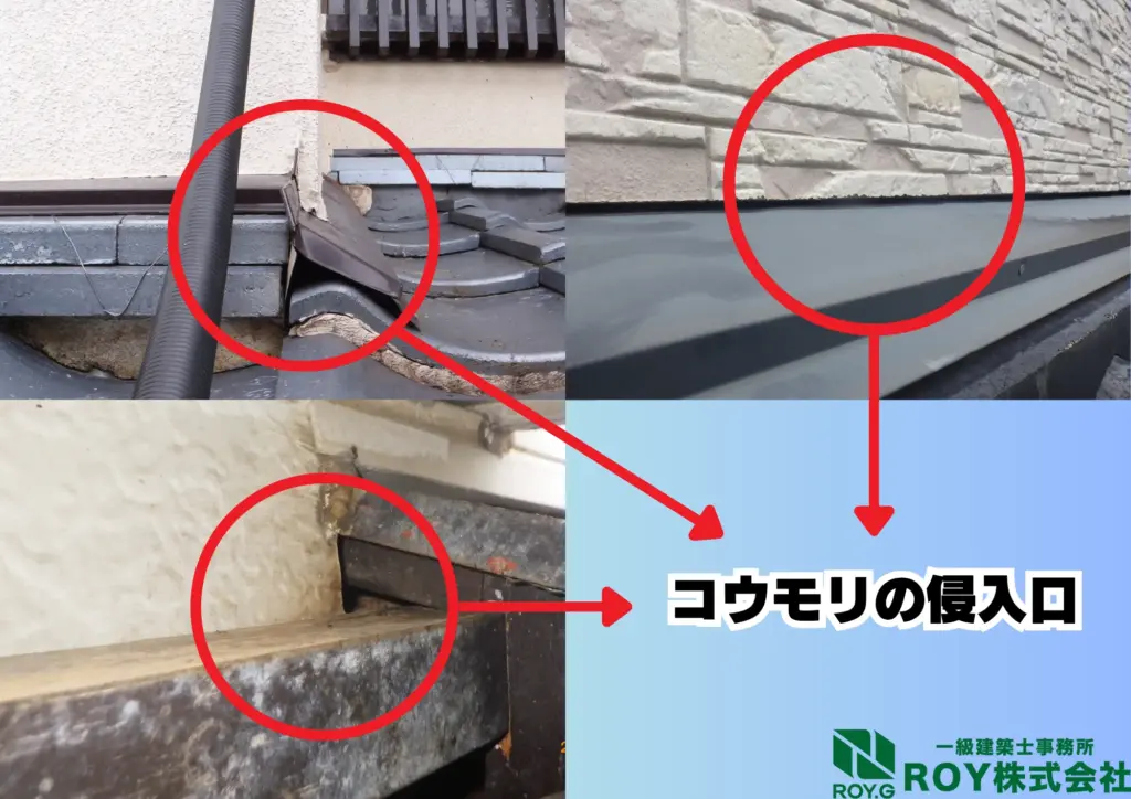 コウモリ 感染症 侵入口