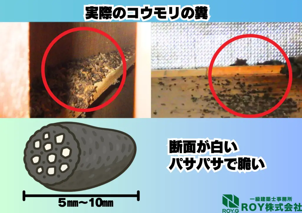 コウモリ 感染症 フン 糞 ふん 特徴