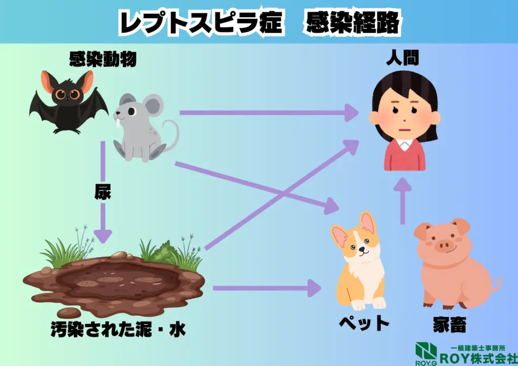 コウモリ 感染症 レストスピラ症 感染経路